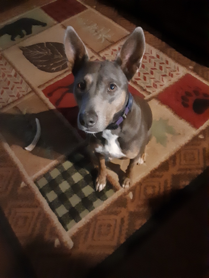 Dakota: Forever Chasing&nbsp;Bunnies