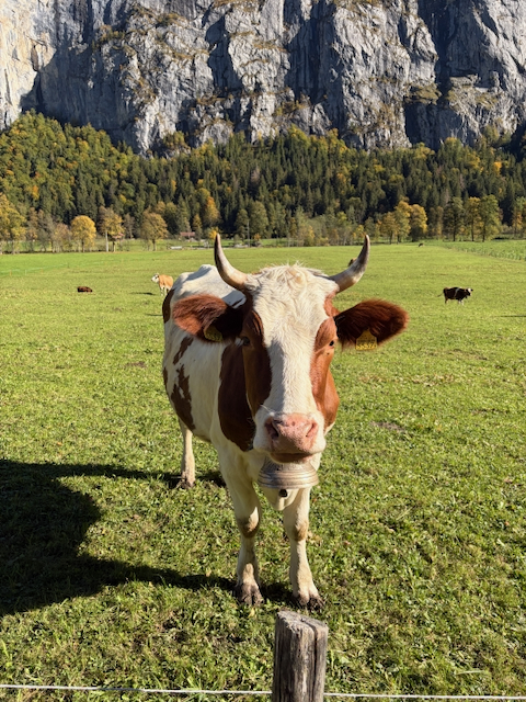 Cow facing the camera in a mountain meadow