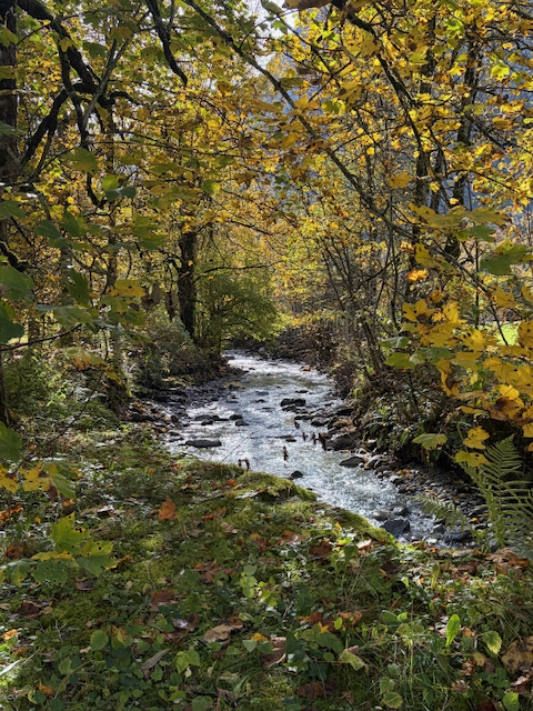 Rocky stream beneath golden woodland