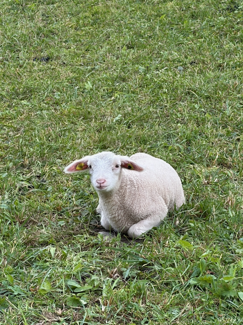 Sheep resting in a grassy field