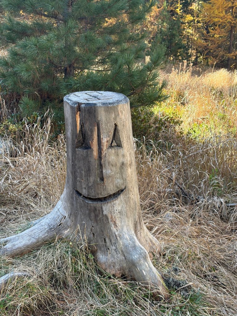 Tree stump face