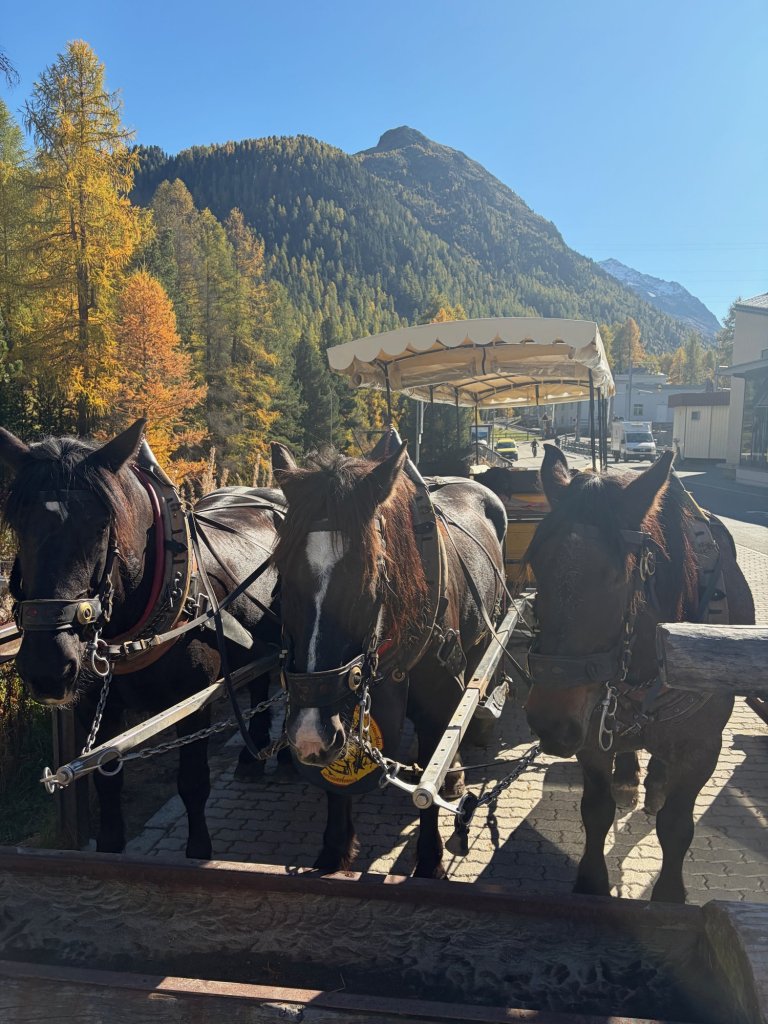 Horses and carriage