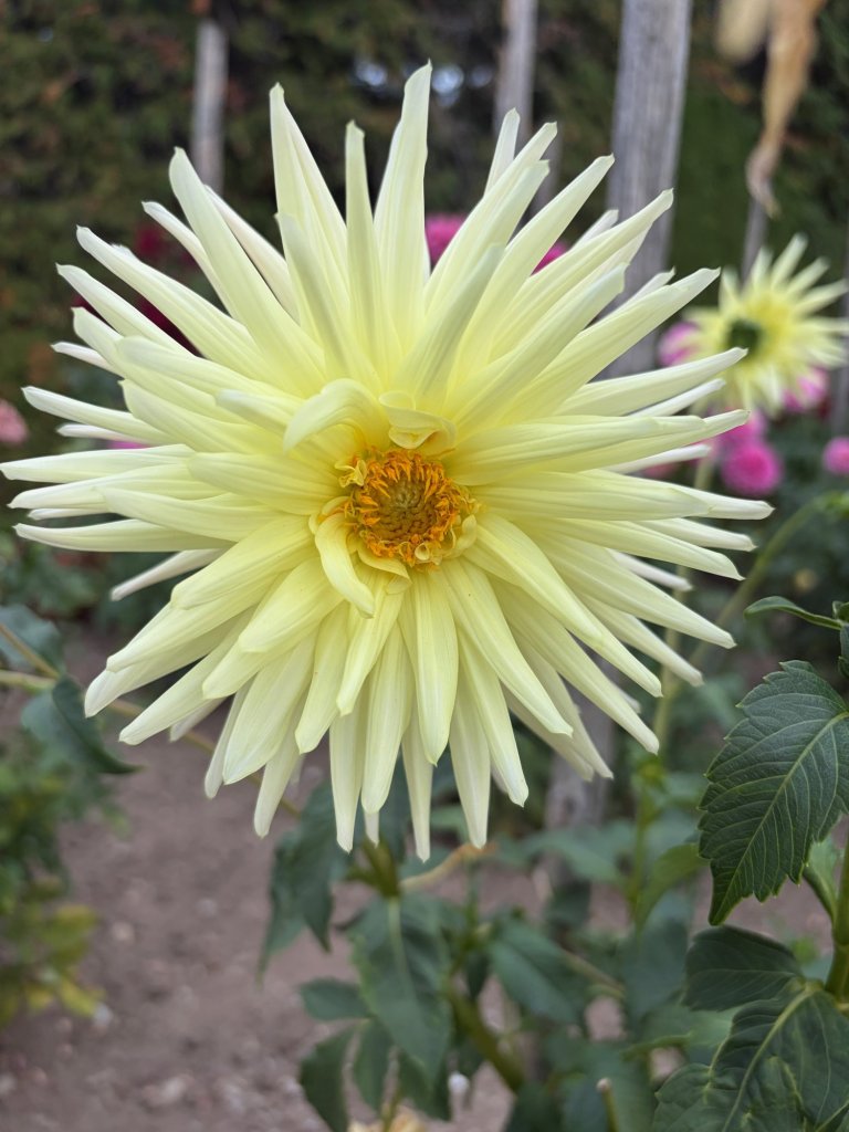 Flower in the castle garden