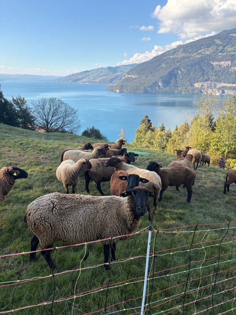 Herd of sheep