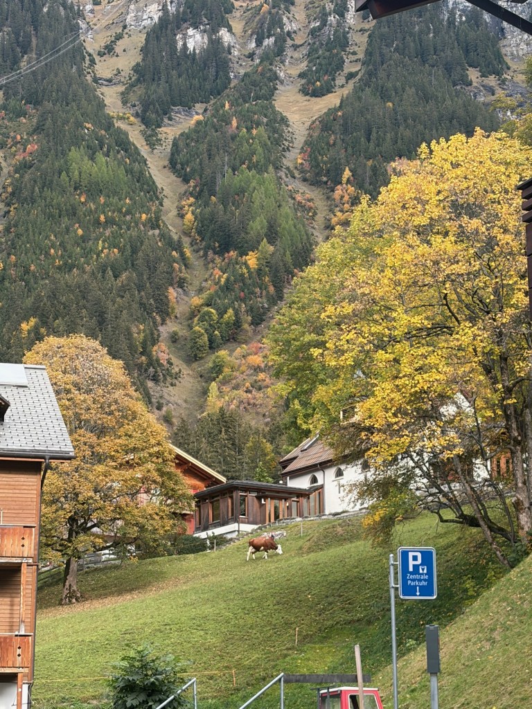 Golden autumn trees, hillside buildings and a cow in a Wengen meadow.