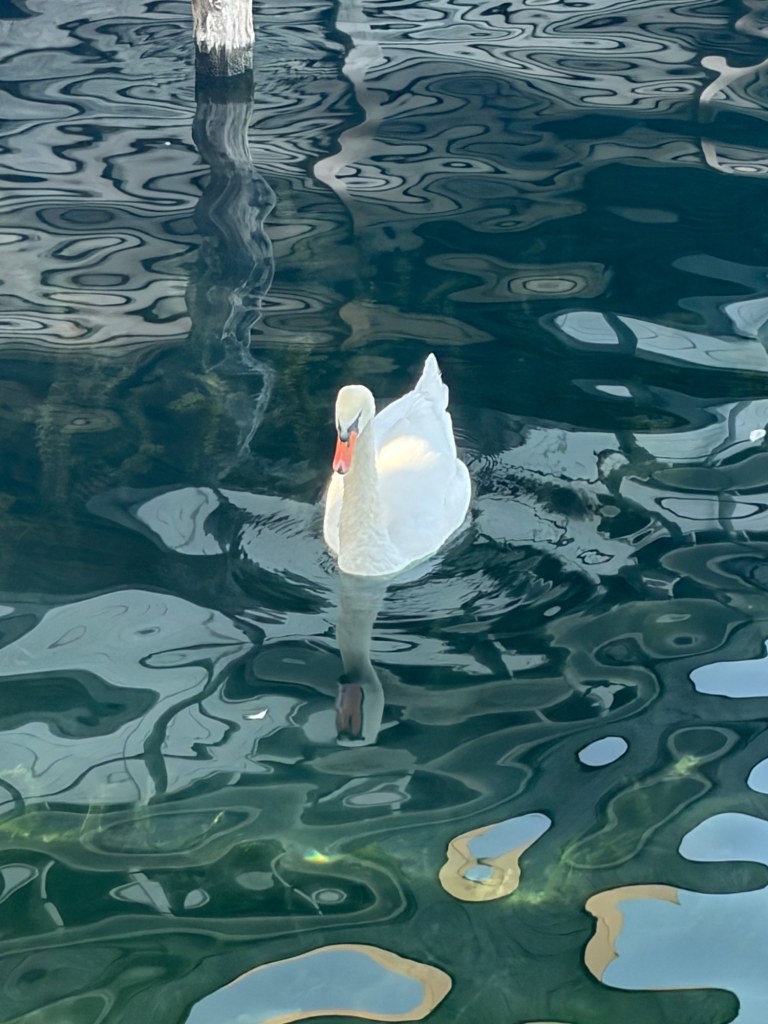 A white swan floats through dark teal water patterned with rippling reflections.